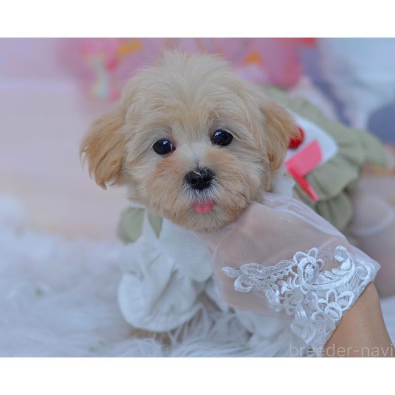 販売中の埼玉県のミックス犬-399324の6枚目